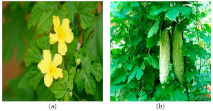 Image result for Momordica charantia