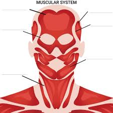 We did not find results for: 10 Best Printable Worksheets Muscle Anatomy Printablee Com