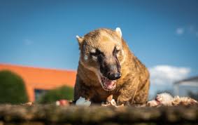 Nejen čich, ale i ostatní smysly mají nosálové velice dobře vyvinuté: Taborskemu Nosalovi Chutna Nejvice Si Pochutna Na Vejcich Cysnews