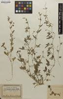 Image result for Ipomoea coptica