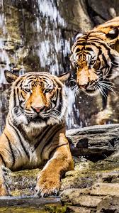 Http Mobw Org 17802 Beautiful Tigers Pictures Html Beautiful Tigers Pictures Tiger Pictures Wallpaper Hd Wallpaper