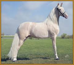 Tennessee Walker Stallion Generator S Man Of Color Tennessee Walking Horse Walking Horse Horses