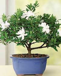 Bunga melati memang adalah bunga khas indonesia yang punya aroma halus dan warna putih selain cantik dan cocok untuk halaman rumah, tanaman bunga kembang sepatu juga sangat. Cara Menanam Bonsai Untuk Pemula Popmama Com