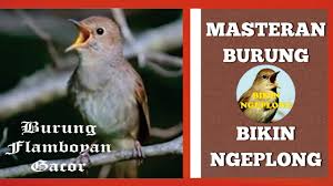 Check spelling or type a new query. Download Masteran Burung Flamboyan Istimewa Bikin Gacor Ngeplong Mp3 Mp4 3gp Flv Download Lagu Mp3 Gratis