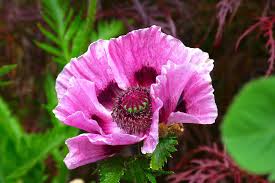 We did not find results for: Growth In Gardening August Birth Flowers San Marcos Record