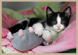 The hospital is set up for both complete outpatient and inpatient hospital care for your pet. St Bethlehem Animal Clinic Clarksville Tn Veterinary Hospital Clarksville Tn