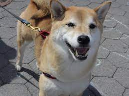 Aug 03, 2021 · dogecoin is a parody cryptocurrency created by australian entrepreneur jackson palmer and software engineer billy markus in 2013. Unfassbar Aber Wahr Wie Dieser Hund Den Nachsten Irren Finanz Hype Ausloste Mopo