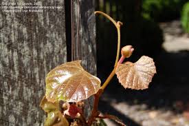 Image result for Rhoicissus tomentosa