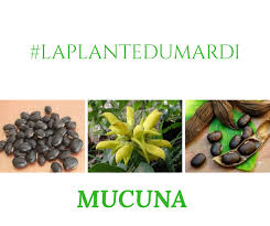 Image result for Mucuna poggei