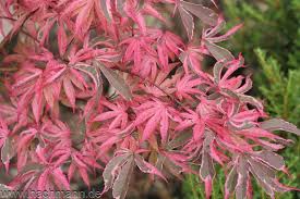Acer Palmatum Shirazz Br Aceraceae Ahorn Do It Yourself Garten Baumschule