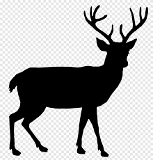 So, we went out for a drive. White Tailed Deer Reindeer Red Deer Elk Reindeer Silhouette S Antler Mammal Png Pngegg