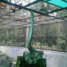 Mereka masuk ke dalam ekosistem yang berburu berbagai hewan seperti. Photos At Taman Ular Sawa Ulu Bendul