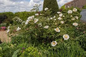 In addition, we will be planting hundreds of seeds we purchased 2 years. Peonies At Blackthorn Nursery Garden Diary Alpine Garden Society