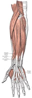 The muscles that move the finger joints are in the palm and forearm. Posterior Compartment Of The Forearm Wikipedia