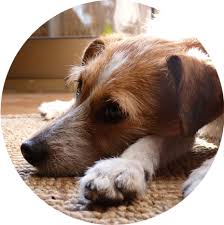 Las casas de acogida son muy importantes para ayudar a recuperarse a animales abandonados o con alguna enfermedad a la espera de una adopción la protectora de animales 1 de los nuestros explica que ser casa de acogida supone abrir tu hogar, brindar tu amor, tu tiempo, tu cariño durante un. Hazte Casa De Acogida Adoptalo Com Madrid