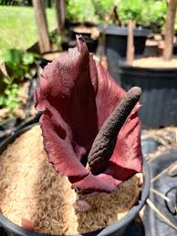 Image result for Amorphophallus abyssinicus
