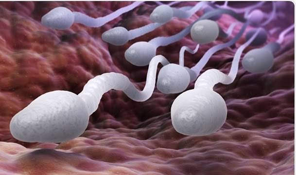 Low Sperm Count product image