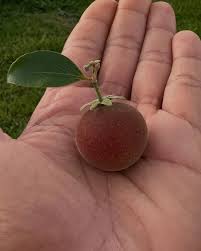 Image result for Dovyalis sp. A