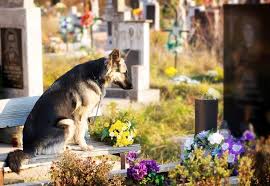 Pet cremation near me uk. How Much Does Dog Cremation Cost And What Are My Options