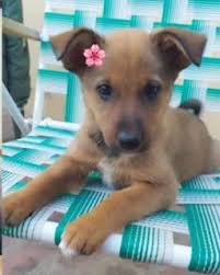 Chacabuquero: Búsquedas de trabajo, vivienda, y mascotas