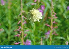 Image result for Dipsacaceae