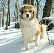 Maybe you would like to learn more about one of these? Saint Bernard And Great Pyrenees Mix And I Got Four Puppies Who Wants One Dog Breed Info Dog Mixes Mountain Dogs
