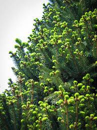 Saved by matthew dore buffalo horticulture. Columnar Norway Spruce Trees For Sale The Tree Center