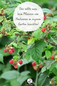 Himbeeren Pflanzen Profi Tipps Video Anleitung Zum Anpflanzen Plantura Himbeeren Pflanzen Himbeerpflanzen Pflanzen