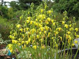 Image result for Albuca virens