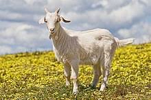 Lagu anak indonesia | anak kambing saya. Kambing Wikipedia Bahasa Indonesia Ensiklopedia Bebas