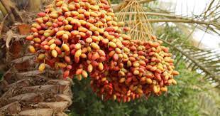 Israel's production of agricultural products is geared for export because the country wants a positive agricultural trade balance. Ancient Date Plants Grow From 2 000 Year Old Seeds In Israel From The Grapevine