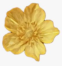 Are you searching for white flower png images or vector? Buttercup Gold Flowers Gold Flower Png Transparent Png Kindpng