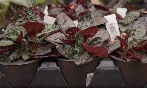 Maybe you would like to learn more about one of these? How To Grow Purple Waffle Plant Hemigraphis Alternata Gardening Channel