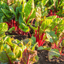 Most vegetables can be started from seeds or transplants. 11 Vegetables To Plant In August Zone 8 Brown Thumb Mama