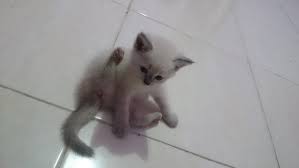 Di mana para penjual itu cuma mengklaim sepihak kucing lokal dengan bulu panjang sebagai entah persia, maine coon, ragdoll hingga anggora. Jual Kitten Persia Mix Himalaya Short Hair Di Lapak Chika Andara Bukalapak