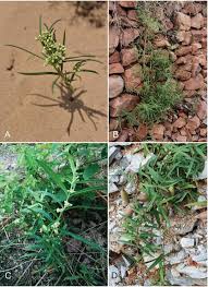 Image result for Cynanchum