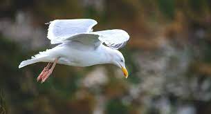 Seagull droppings are extremely corrosive, causing damage to paint, boat canvas, decks, electrical contacts and metal finishes. A Look At Bird Intelligence As Yorkshire Seagulls Mug Children