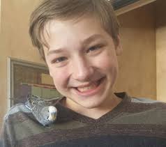 Lost Parakeet Rosie in Albany