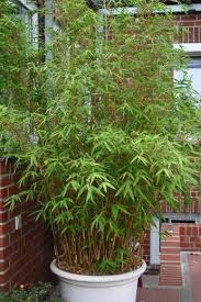 Bambus Bambus Als Kubelpflanze Pflanzenauswahl Kubelpflanzen Bepflanzung Pflanzen