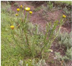 Image result for Phragmanthera eminii