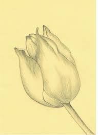 Tulpe Tulpen Zeichnen Bleistift Einfach Blumen Zeichnen