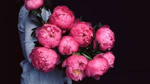 How to use a philips florist, inc coupon code? Peonies Wallpaper Hd 61 Images Peony Wallpaper Pink Peonies Wallpaper Flowers
