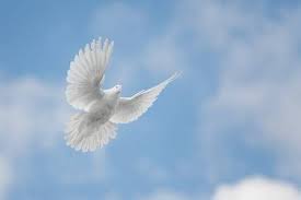 Paloma blanca en vuelo libre bajo el cielo azul. Pin On Centros De Mesas