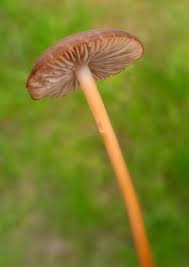 Image result for Strobilurus conigenoides