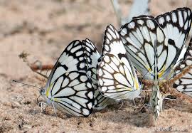 Image result for Hermbstaedtia fleckii