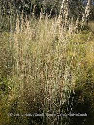 Image result for Arundinella nepalensis