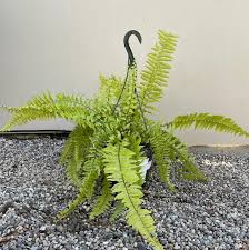 Image result for Nephrolepis