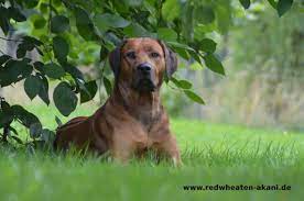 Maybe you would like to learn more about one of these? Rhodesian Ridgeback Grosse Charakter Herkunft