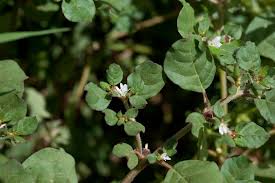 Image result for Trianthema triquetrum