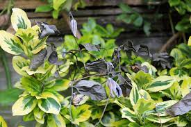 A couple of my sansevieria leaves looked like they were about to die, so i chopped them off and cut them up, the gamble paid off! Clematis Wilt A Common Fungal Disease